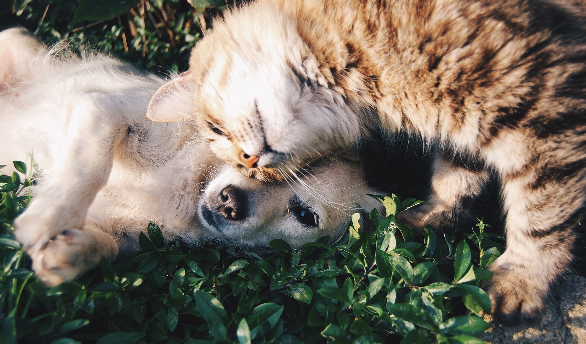 Tier-Therapie, glückliche Tiere